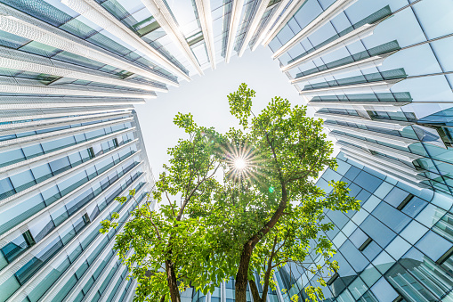 A tree surrounded by buildings and the Sun shining